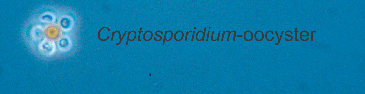 Cryptosporidium oocyster og Giardia - cyste