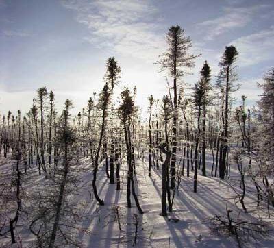 31 Skogbrann i Alaska gav netto kjøling Randerson et.al 2006, Science.
