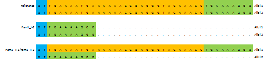 Figur 22. Enkeltbaseendring i CENPF. Figuren viser heterozygot enkeltbaseendring G>T hos mor og de to barna i familie 1.