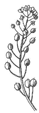 Bergknappfamilien (Crassulaceae) sukkulente apokarpi 5-tallighet belgkapsler Sildrefamilien (Saxifragaceae) 2