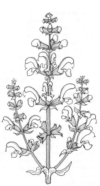 Søterotfamilien (Gentianaceae) blad sittende, motsatte, hele, med buenervatur krone klokkeforma sammenvokst radiærsymmetri, 4- eller 5-tallige blomster kapsel Maurefamilien (Rubiaceae) firkanta