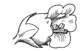 Maskeblomstfamilien (Scrophulariaceae) rund stengel spredte eller motsatte blad zygomorf/énsymmetrisk kapsel Kjempefamilien (Plantaginaceae) 4-5-tallige blomster Ingen gode familiekarakterer.