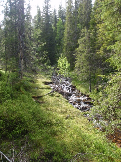 VERRAN KOMMUNE Plan- og utviklingsavdeling Nærings og miljøtiltak i skogbruket 2012 -NMSKRETNINGSLINJER FOR BEHANDLING AV SØKNADER OM