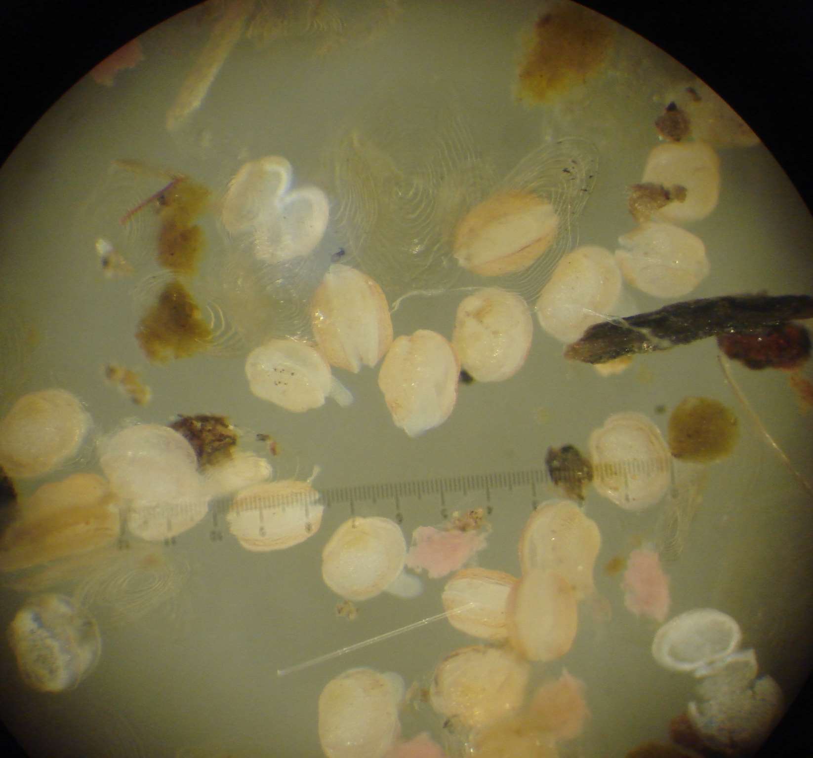 Medan dei små elvemuslingane veks i anlegget på Austevll Mussels frm Oselvslaks 2,0 Shell length (mm) 1,5 1,0