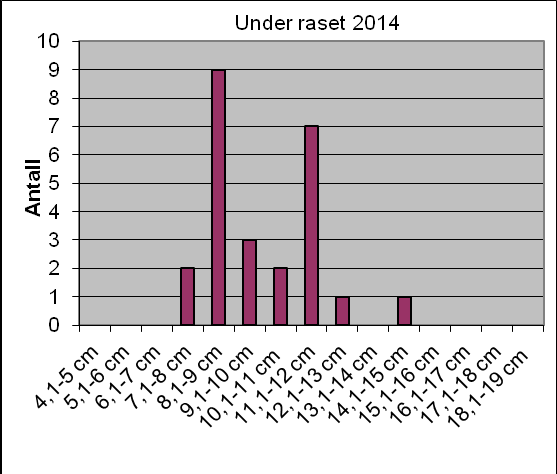 Resultater Lengde- og aldersfordeling Lengdefordelingsfigurene viser som vanlig tydelig en totoppet fordeling. Dette representerer størrelseforskjellen mellom årsyngel og ettårig laks (figur 1).