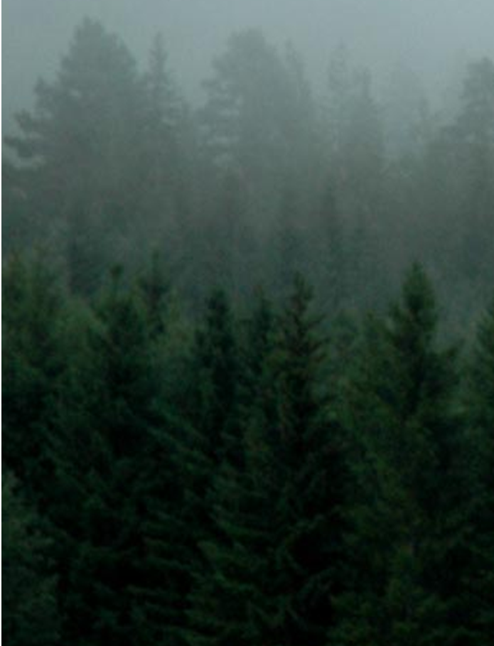 SKOG, TRE OG KLIMA MILJØ Skogen er den største leverandør av klimanøytrale