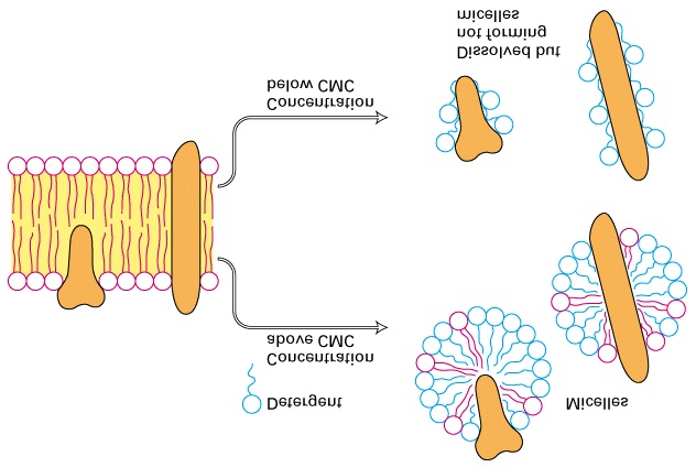 Isolering og rensing av proteiner (Del 3.5) - detergenter Ved høyere konsentrasjoner danner detergenter miceller (sfæriske aggregater) med hydrofile deler pekende utover.
