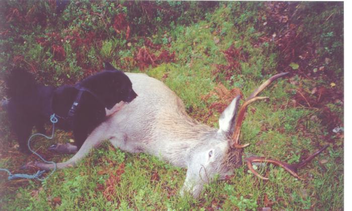 Litt om dagens Svarthund Norsk elghund sort eller svarthund er en gammel, helnorsk rase med lang tradisjon i norske jaktmiljøer.