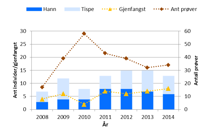 Figur 24. Antall individer i Saltfjellet identifisert fra DNA-analyser i 2008-2014.