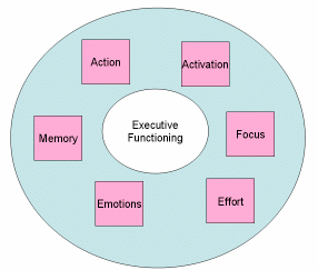 Eksekutive funksjoner Overordnede koordinerte prosesser som er vesentlig for kognitiv, sosial, atferd og emosjonell