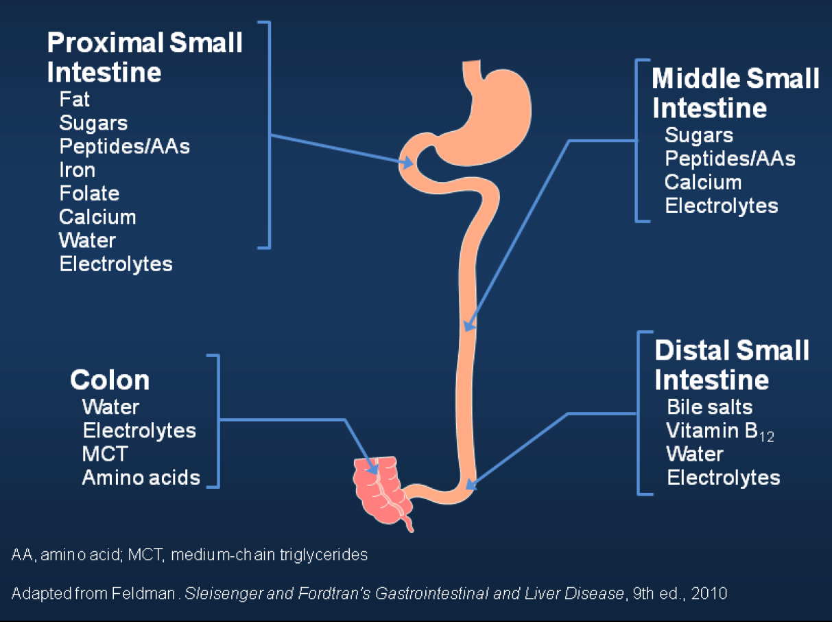 Intestinal