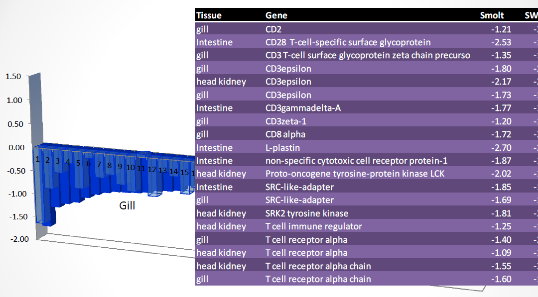 Antigen presentasjon Lymfocytter T