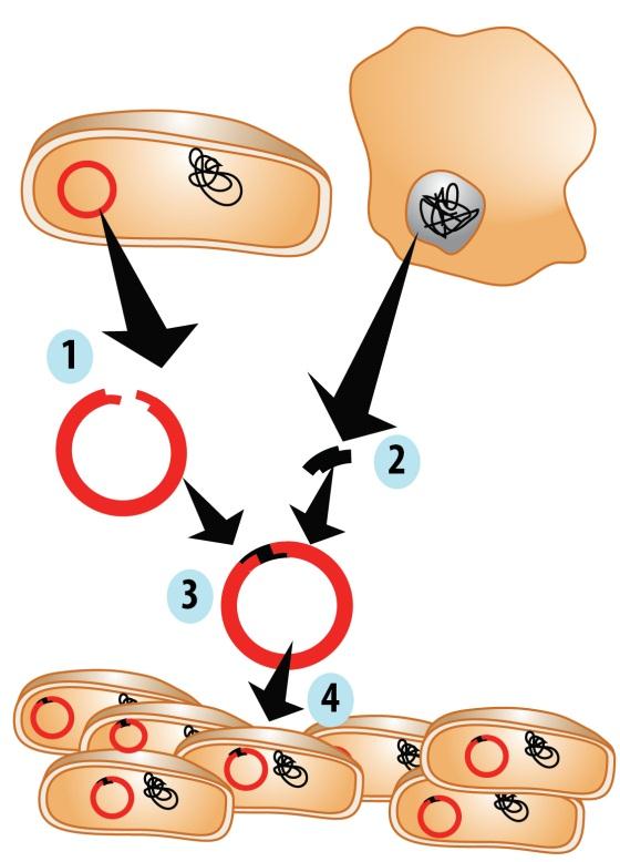 Bioteknologi 17) Figuren viser en bakterie som genmodifiseres for å produsere insulin.