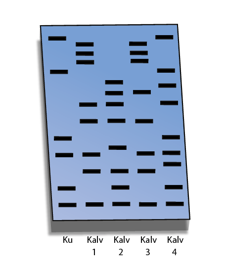 A) restriksjonsenzym B) ligase C) PCR D) mikroinjeksjon 18) Figuren viser resultatet etter en gelelektroforese av