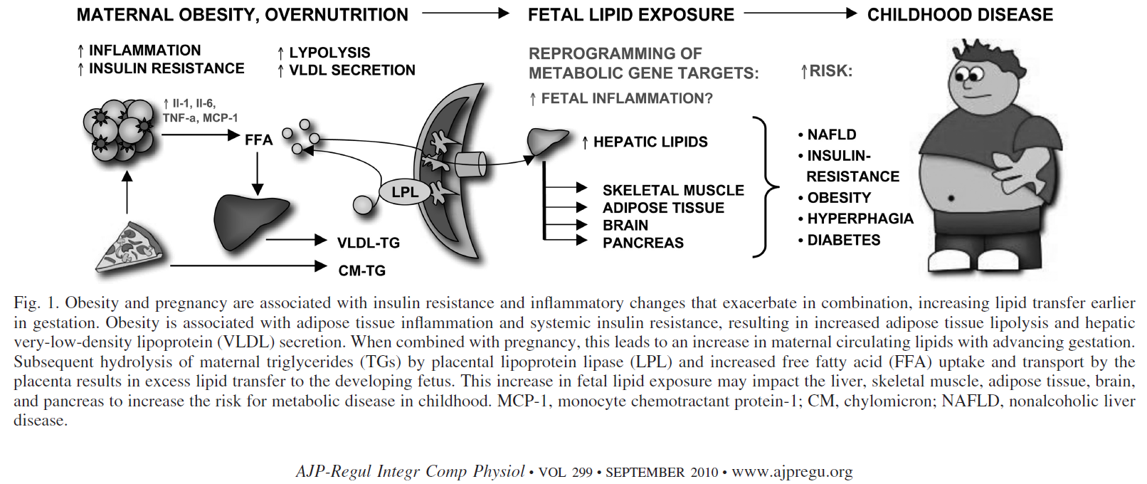 Maternal obesity and overnutrition (Heerwagen