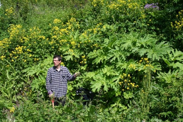 Bekjempelseskurs Sommer 2010 Rettet mot alle aktører involvert i bekjempelse av fremmede arter. Samarbeid mellom Oslo kommune (Friluftsetaten) og FMOA.