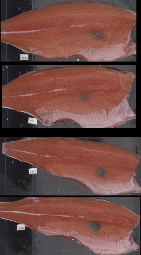Samleproøve av normal muskel som referanse Mørk muskel analysert individuelt 12 fisk