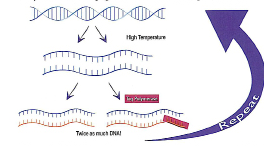 Et vanlig problem ved å bruke DNA til personidentifisering er at DNA mellom hvilke som helst to mennesker er omtrent 100% identisk.