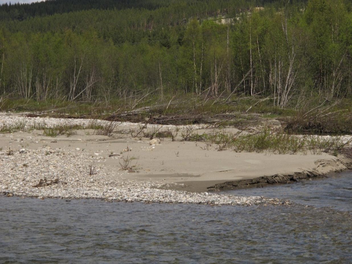 Ettersøk av elvesandjeger på to elveører langs Folla i Alvdal kommune - 6 Folløya er skogkledd med noe furu på høyereliggende grunn og bjørk, gråor og vier i lavereliggende deler.