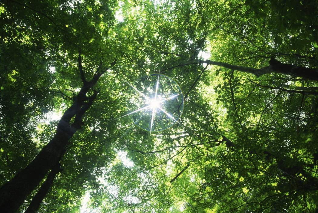 5.5 Energiressurser Bioenergi fra skogsvirke og biprodukter fra industrien Det er registrert store mengder bioenergi fra trevirke som ikke benyttes i dag.