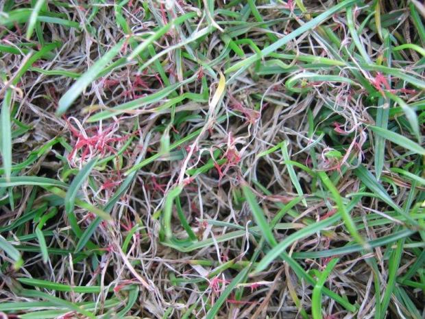 Rød tråd (Laetisaria fuciformis) Angripes: Mer rødsvingel, raigras; mindre kveinarter Gunstig miljø: 15-24 C Regnvær