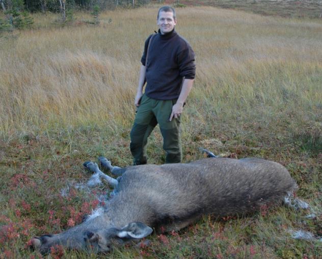 Erfaringer fra Fennoskandia Elgen Hjort Små indirekte effekter av predasjon fra ulv og bjørn Ingen vesentlig predasjon Rådyr Predasjon