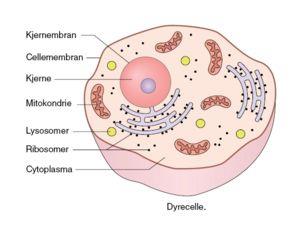 Cellen (minste selvstendige enhet i kroppen) Cellen består av; vann