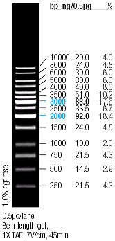 Bilag 4. DNA-standard for gelelektroforese Bilag 4. DNA-standard for gelelektroforese Ved separasjon av DNA-fragmenter på agarosegel ble GeneRuler 1kb DNA Ladder (Fermentas) (Figur B4.