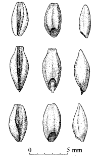 Ulike typer foredlet byggkorn (von Bothmer, R., et al., 2003, Zohary, D., et al., 2000) 1.9 Solbær (Ribes nigrum L.