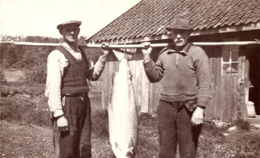 Figur 4. Registrert fangs av lakst i laksestyrets protokoller fra 1884 fordelt på munningen (ikke sjø) og resten av elva. Flybildet fra 1959 fra Østre Halsen viser en rekke bunngarn og kilenøter.