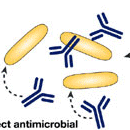 Antistoffenes Funksjoner Virus and toxin neutralisation Antibody-dependent cell cytotoxicity (ADCC) Variable region Complement-dependent cytotoxicity (CDC) Constant region Opsonisation