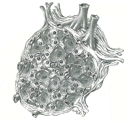 Islet of