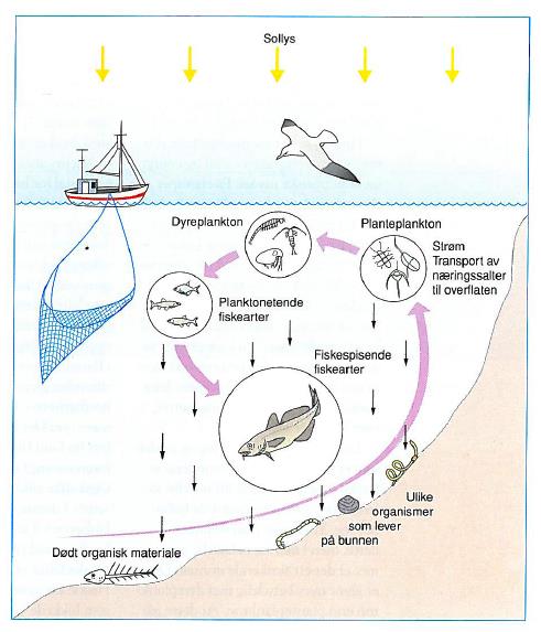 Dyreplankton Bunnfisk Bunndyr PROSESSER