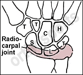 Ulnar og radial deviasjon Distalt = Carpo-metacarpaleddene CMC 1: Abd./add.