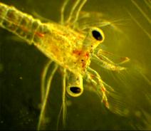 Development time (zoeal progression) for shrimp larvae The tail of the shrimp larvae change when they develop from stage II III - IV Photo: Tandberg & Arnberg Stage I zoea Stage