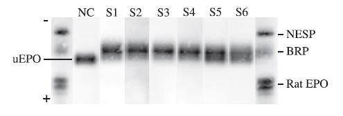 Påvisning av mikrodoser EPO Dehnes et al. Drug Test Anal. 2013 Nov 4. doi: 10.1002/dta.