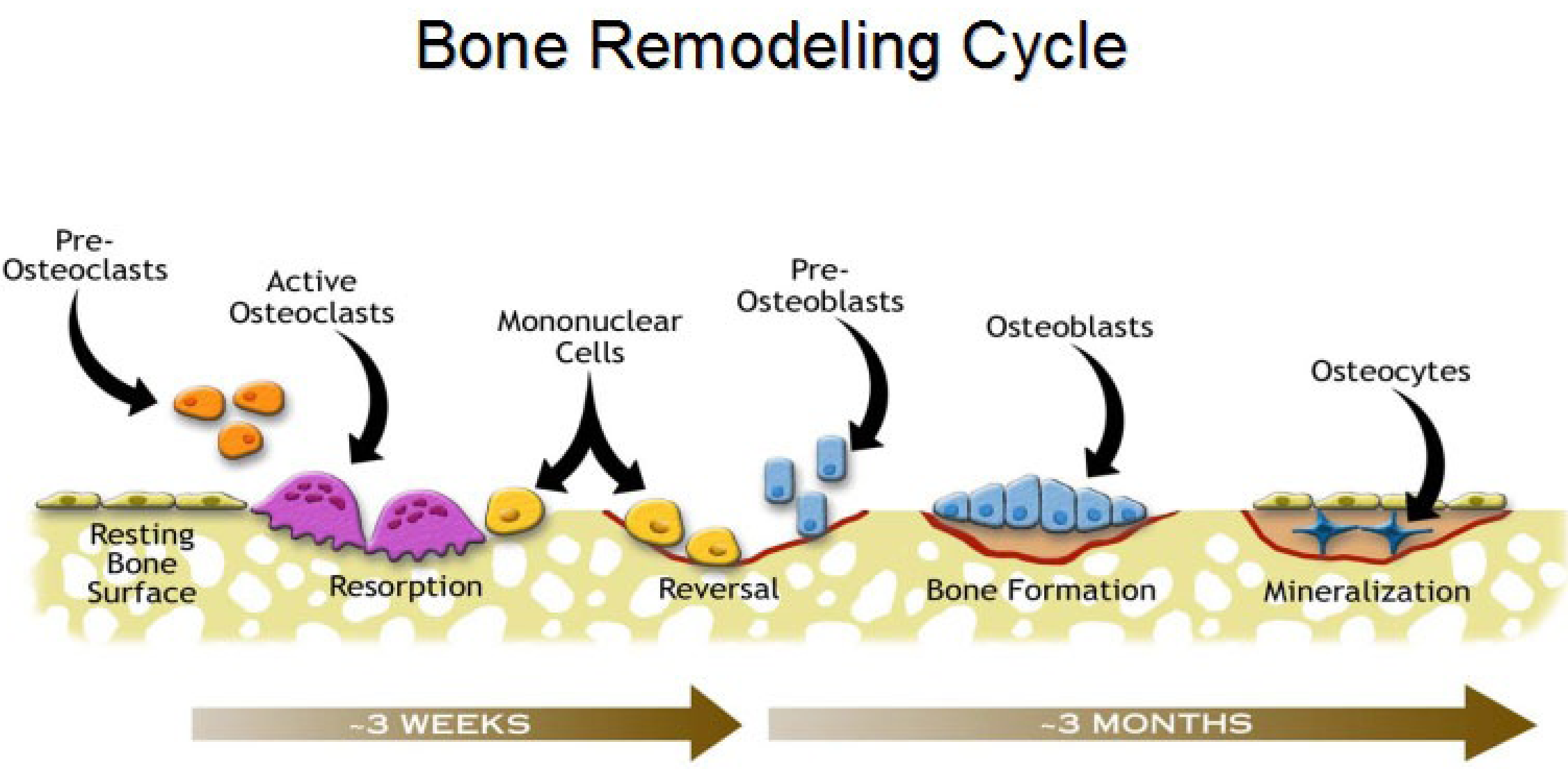 Bone Remodeling Osteoclasts followed by