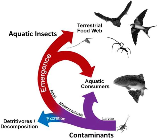 oppover i næringskjedene og på tvers av økosystem Metamorfose (skallskifte og endring fra larve til voksenstadiet viktig) viktig i forhold til