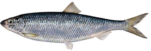 Lave nivåer av organiske miljøgifter i filet av fete fiskeslag: NVG-sild, nordsjøsild og makrell X 1000 Organiske miljøgifter i muskel (ng TE/kg vv eller µg/kg vv) Gj.