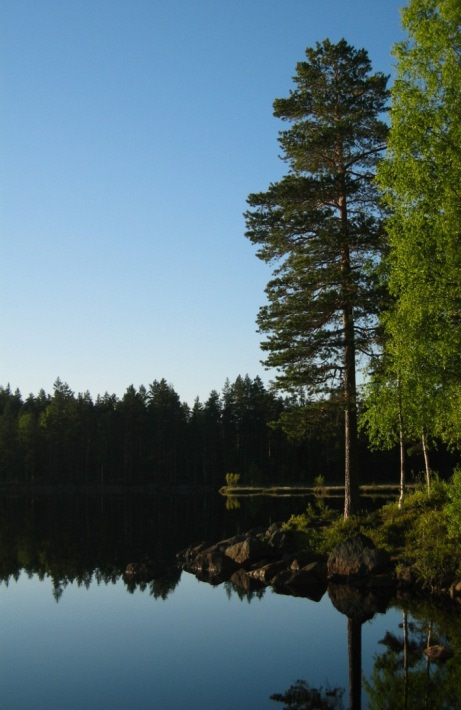 Vekstbetingelser (1) Vokser til masseforekomst under gunstige betingelser i biofilm (slimlag på flater som er i kontakt med vannet, eller fuktighet) Må få