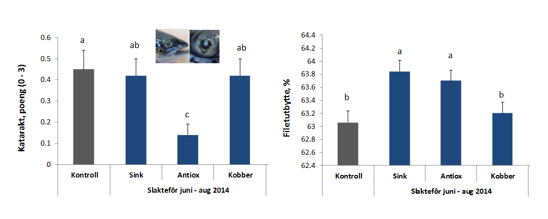 Katarakt, poeng ( - 3) Filetutbytte, % 64.4.6 64.2.5 64 63.8.4 63.6 63.4.3 63.2.2 63 62.8.1 62.6 62.