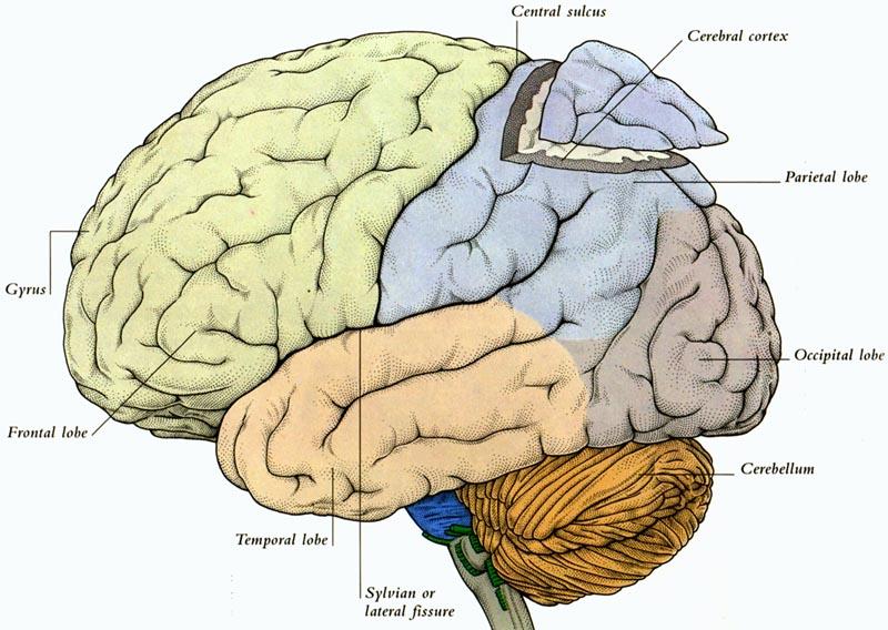 psykiatri og bioatferdsforskning på Universitety of