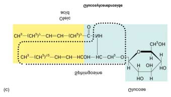 Strukturen av to fosfolipider ; Phosphatidylcholin(a) er et fosfoglycerid,