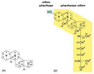 Cholesterol er en del av et lipoprotein Low-density lipoproteins (LDL ; dårlig/uønsket kolesterol ) består av 60% kolesterol som de transporterer til vev rundt i kroppen for biosyntese og lagring.