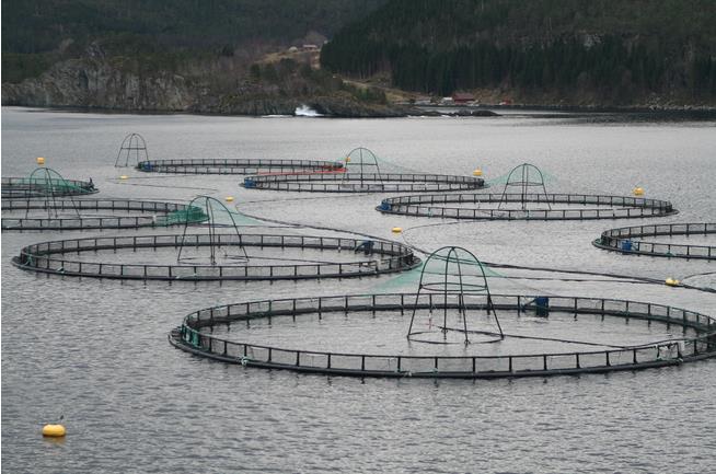 Norsk fiskeoppdrettet er