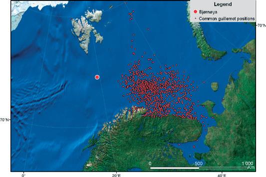 Figur 5b. Tidspunkt for ungehopping hos lomvi og polarlomvi på Bjørnøya i 2014. Data fra Norsk Polarinstitutt. 1.5.2 Resultater fra lyslogger-studier.