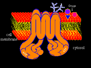 ABC transporters Efflukspumpen P-glycoprotein Hva er P-gp?