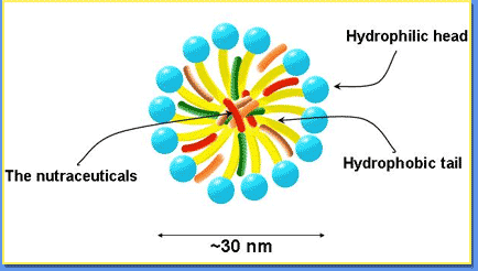 Functional food Schematic views of nanoparticulate delivery systems: (A) microemulsion (micelle), (B) liposome, (C) nanoemulsion, and (D) biopolymeric nanoparticle (with shell core