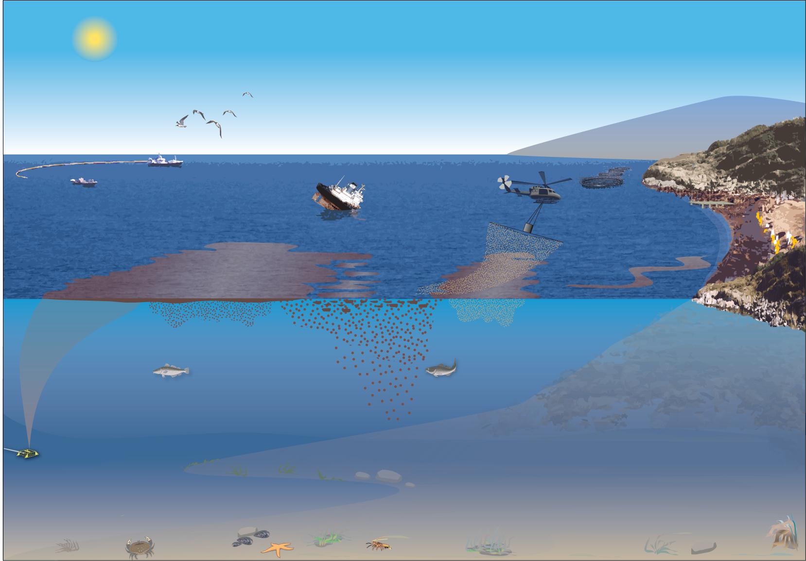 Oljeutslipp: Viktige prosesser Response actions Volatilization from water to air