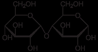 Figur 1.2: Illustrasjon av amylopektin, som er en forgrenet versjon av amylose. [3] (a) Glukose [4] (b) Maltose [5] Figur 1.3: Haworth-projeksjon av glukose og maltose.